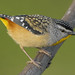 Spotted Pardalote 2026-07-16 (7D_182A4121)