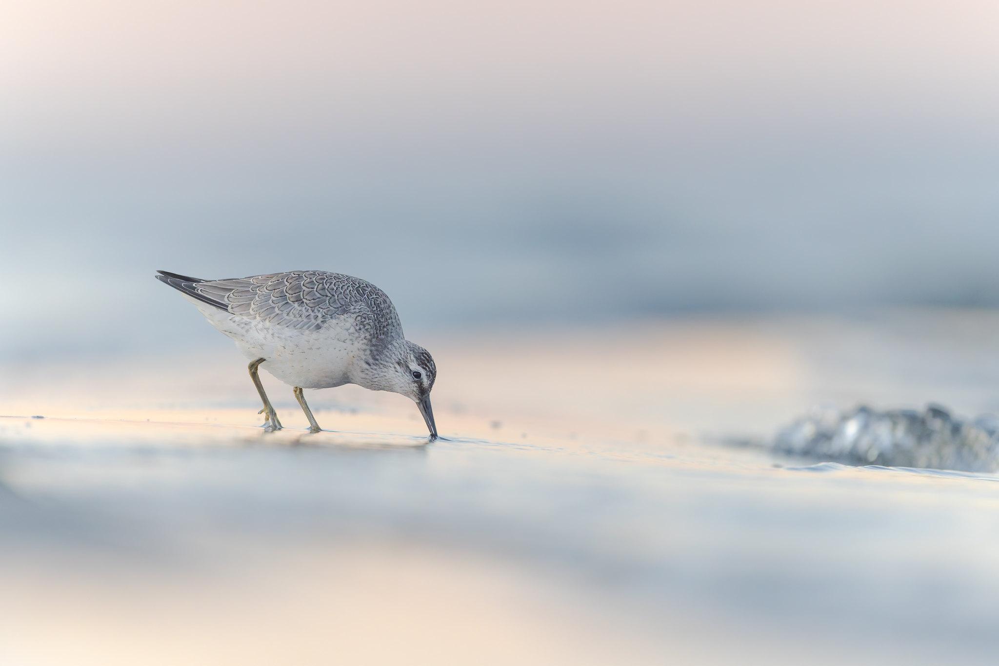Calidris canutus | Red Knot | kustsnäppa