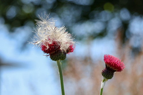 Two Ways of Blooming | by lily.skliar