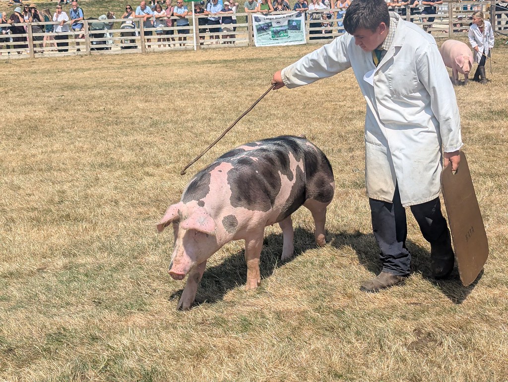 Pig of the Year Competition, Great Yorkshire Show