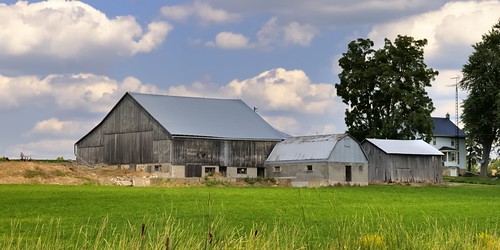 Summer farm scene, Waterloo County, Ontario.