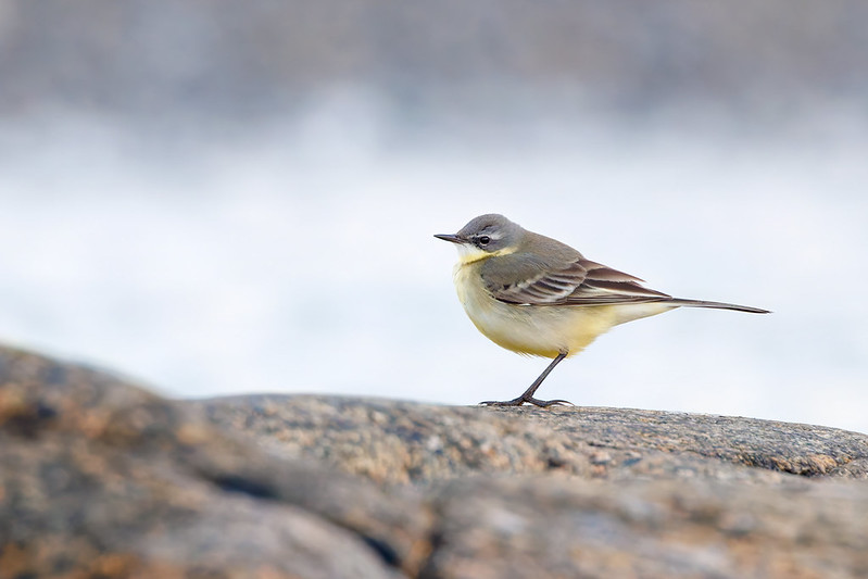 Motacilla flava | Western Yellow Wagtail | gulärla