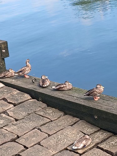 Ducks enhanced | by nzgiwldd29