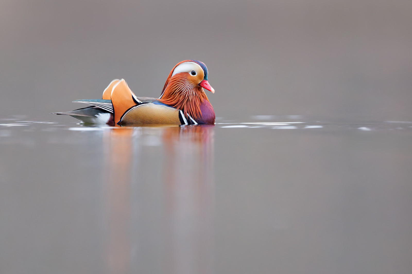 Aix galericulata | Mandarin Duck | mandarinand
