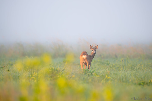 roe deer