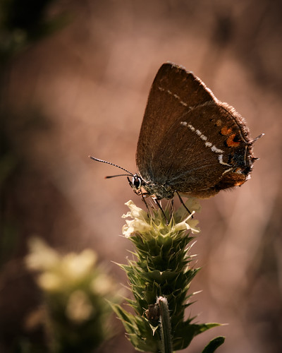 Papillon