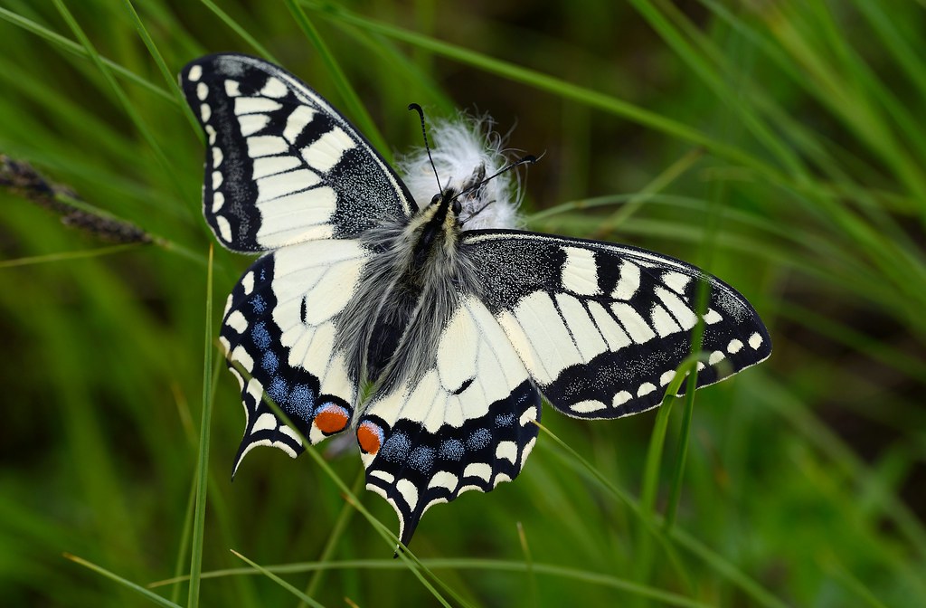 Schwalbenschwanz, Papilio machaon
