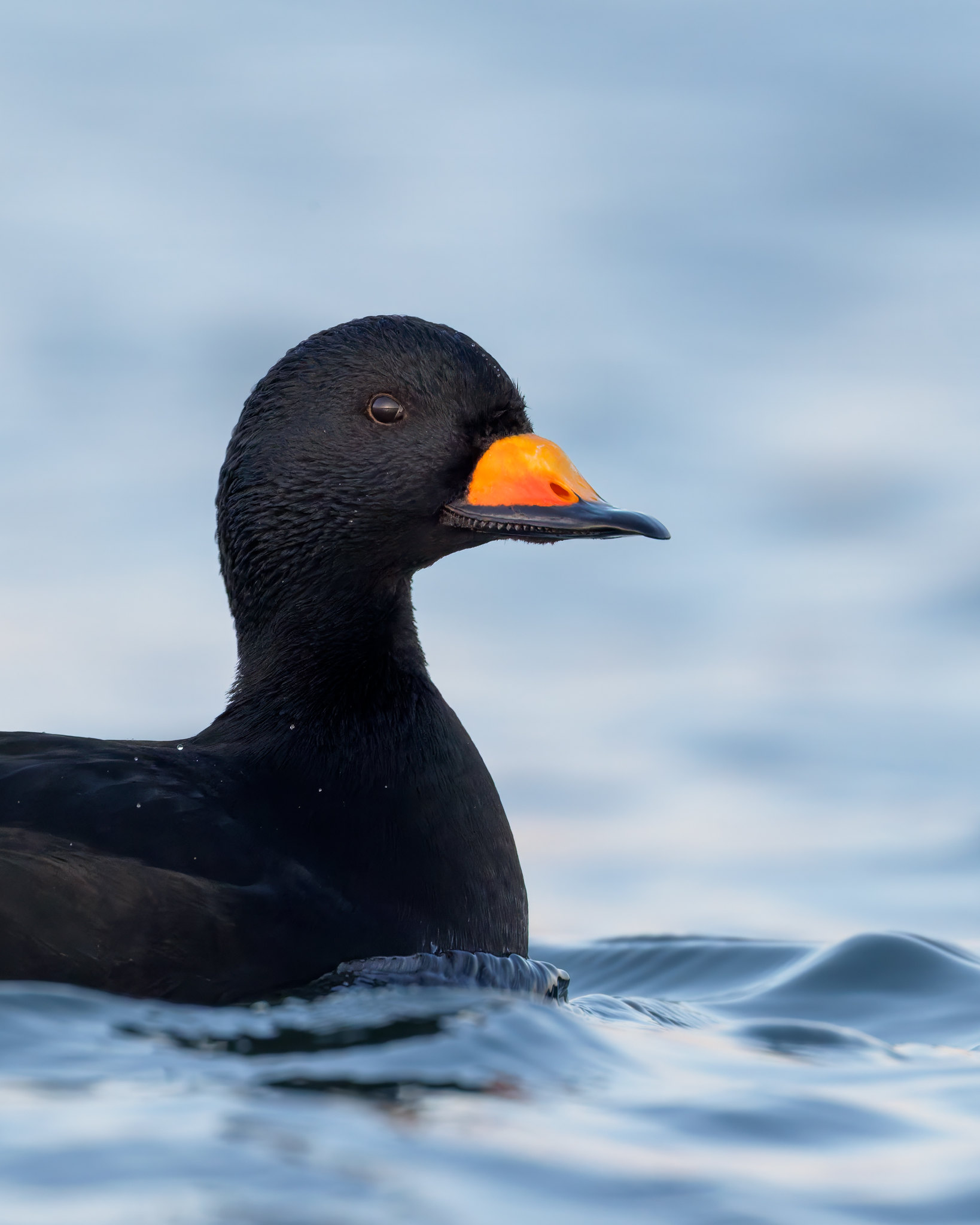 Melanitta americana | Black Scoter | amerikansk sjöorre