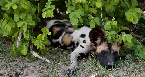 Sleepy head youngster