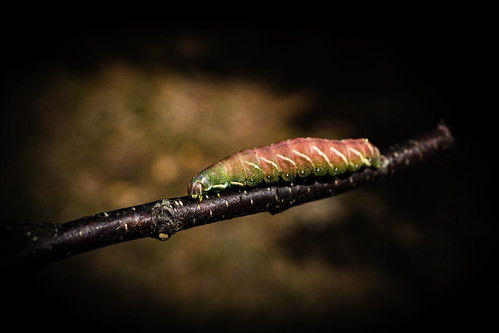 Geometer moth caterpillar