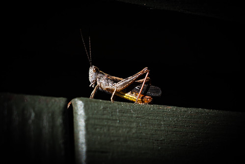 Grasshopper