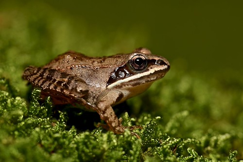 juvenile Wood Frog