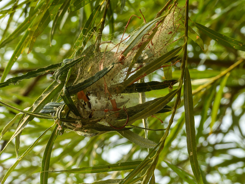 Spider nursery on weeping willow: Stratford on Avon LNR