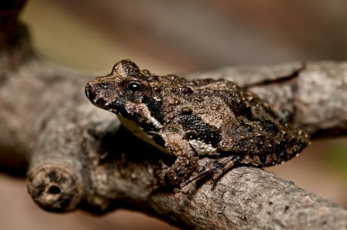 Northern Cricket Frog