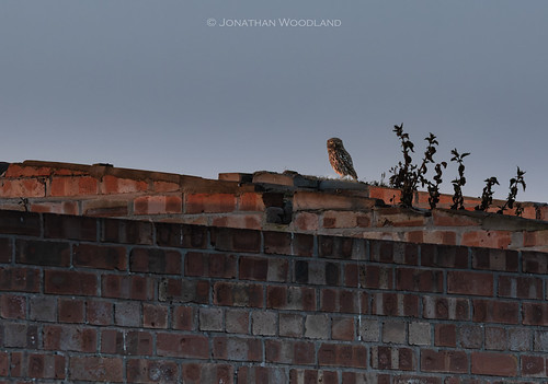 The Guardian