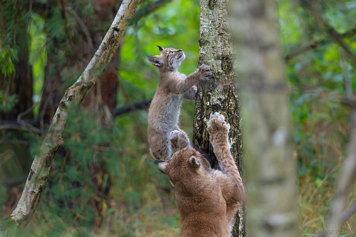 A young lynx with its mother