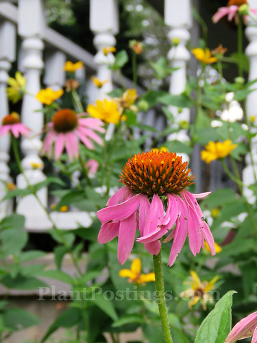 Echinacea and Heliopsis