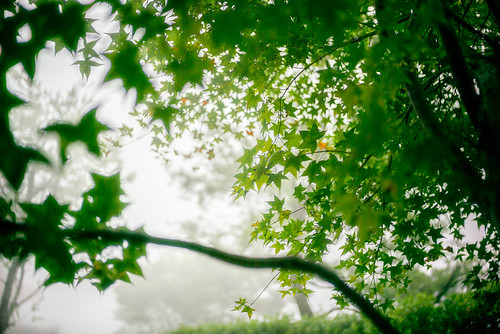 in the mist