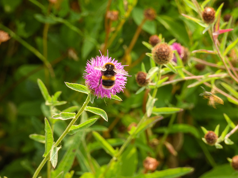 Bees visiting knapweed flowers: Stratford on Avon LNR
