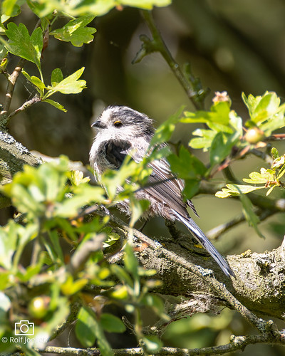 Long tailed juvenile tit