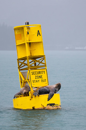 Security Guards Will Work for Fish