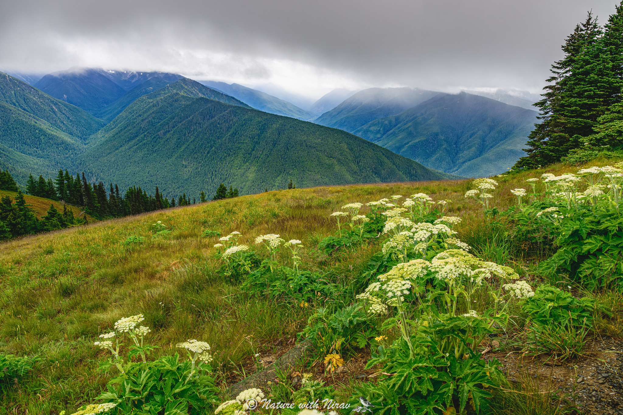 Hurricane Ridge