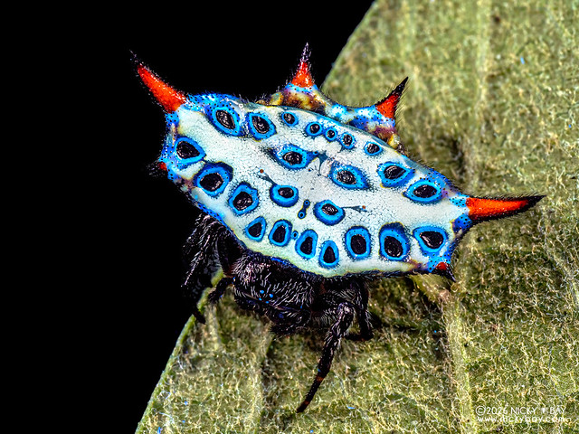 Spiny orb weaver (Gasteracantha sanguinolenta) - P1014041
