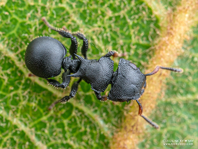 Armoured ant (Cataulacus sp.) - P2124051