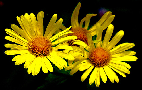 Leopards bane | by tina negus