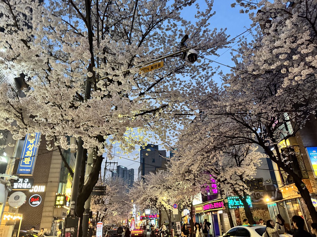 벚꽃 거리