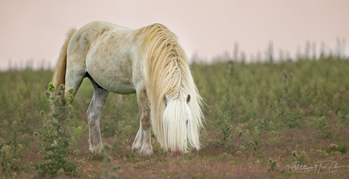 Welsh Mountain Pony | by Fred Chance