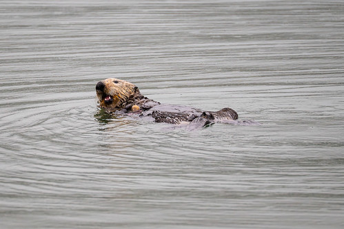 Otter and Urchin