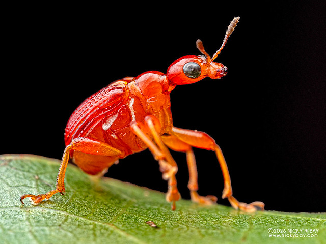 Leaf-rolling weevil (Apoderina) - P2144762
