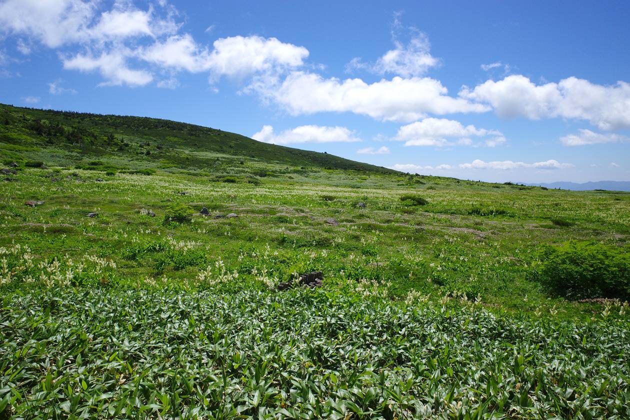 白山 弥陀ヶ原のコバイケイソウの群生