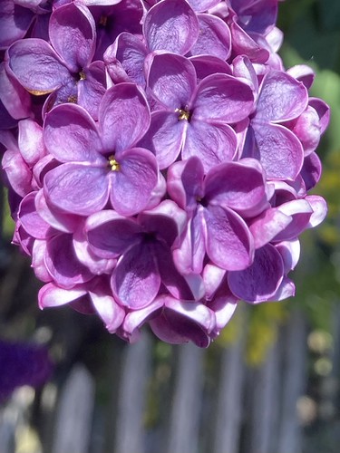 Common Lilac (Syringa vulgaris) | by adam.a.salem