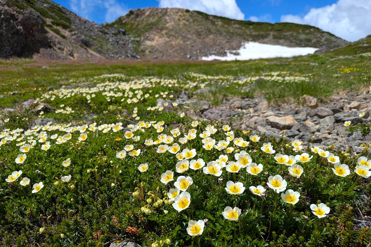 白山 チングルマの大群生
