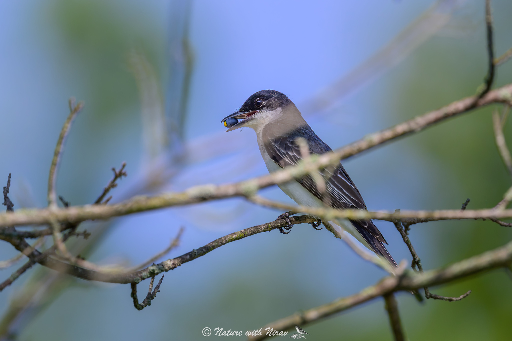 Eastern Kingbird