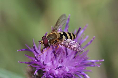 Hoverfly - Syrphus ribesii