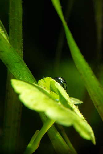 Brazilian pennywort