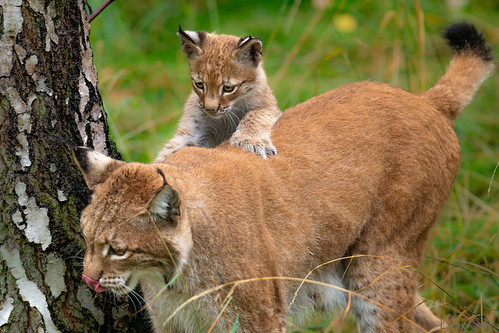 Young Lynx with Mother