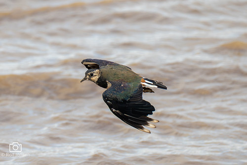 Low over the water