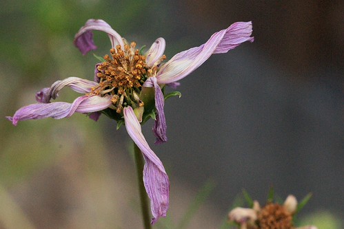 Dancing in the wind
