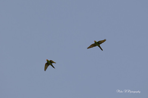 Red-masked parakeets | by Mike_FL