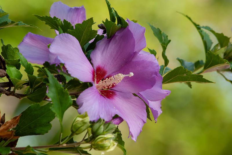 Shaded Hibiscus