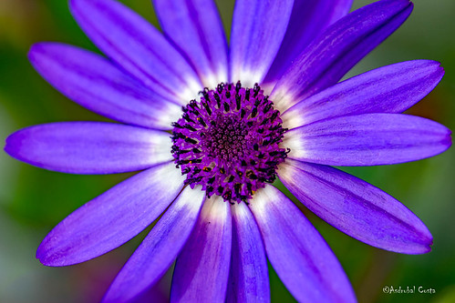 Purple Daisy