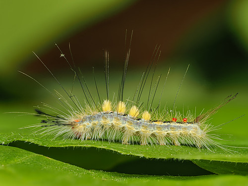 Pokey Caterpillar | by Craig Tuggy