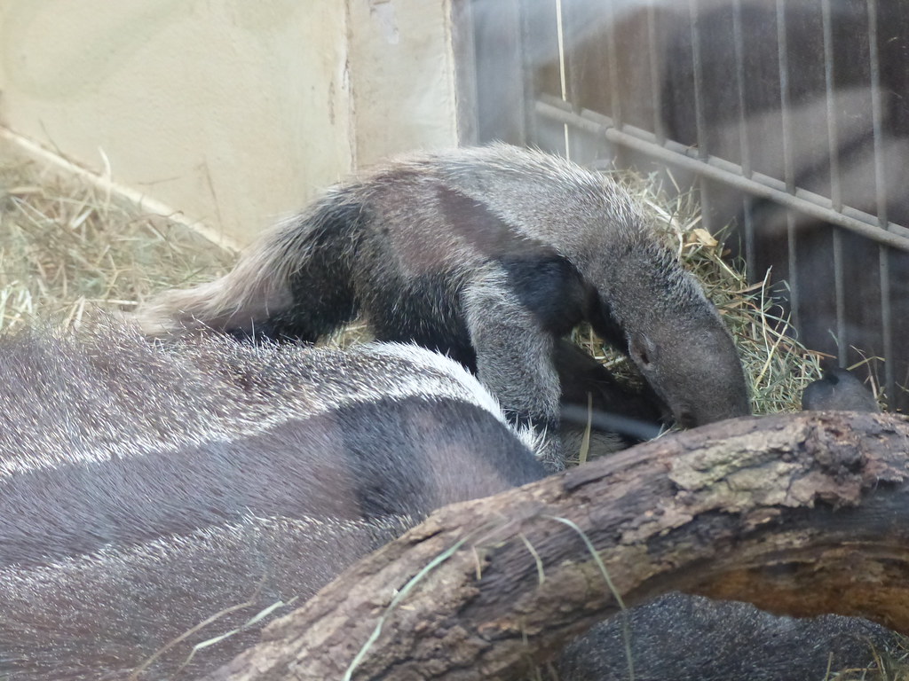 Großer Ameisenbär Großer Ameisenbär