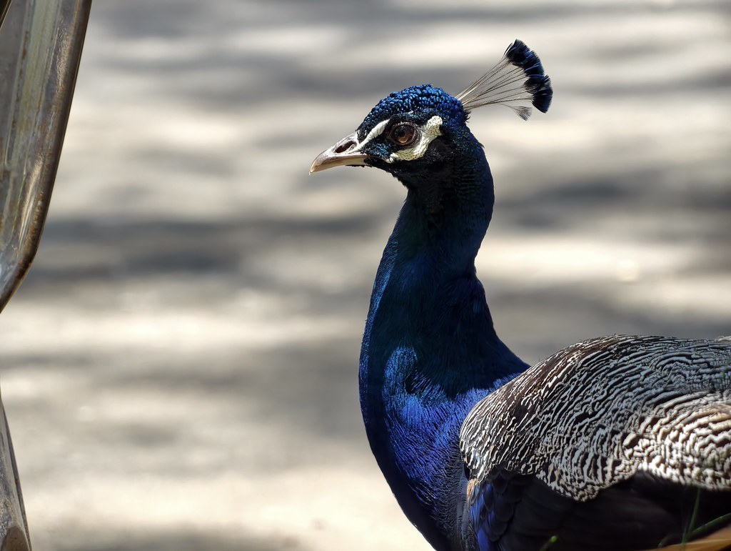 Outdoor cafe Peacock visit (vivo x300 ultra)