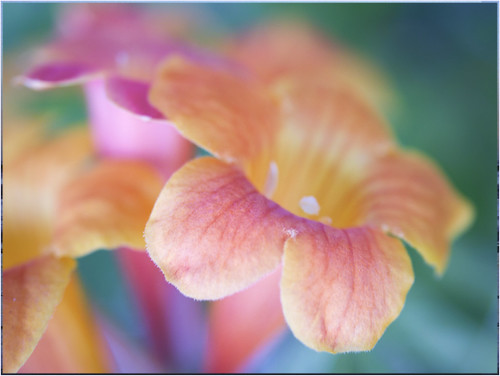 Floral focus