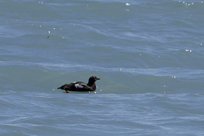 Pigeon Guillemot